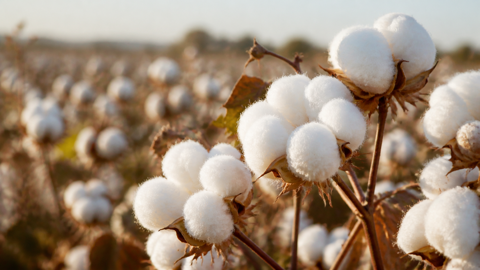 Natural cotton field